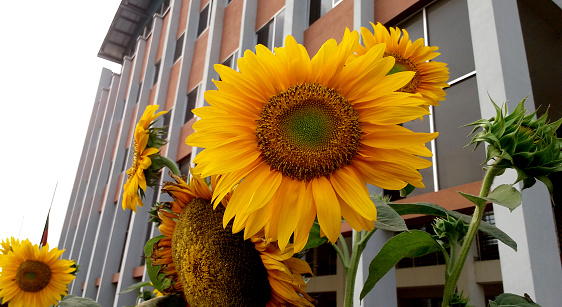 Beautiful sunflowers gardening in front of a building