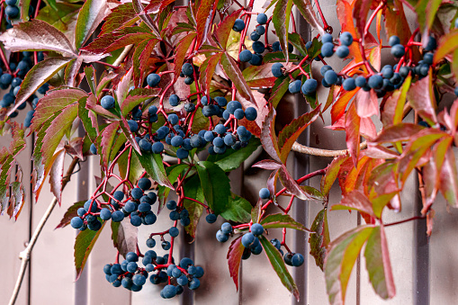 Wild grapes with bunches of blue berries wind through a wooden fence