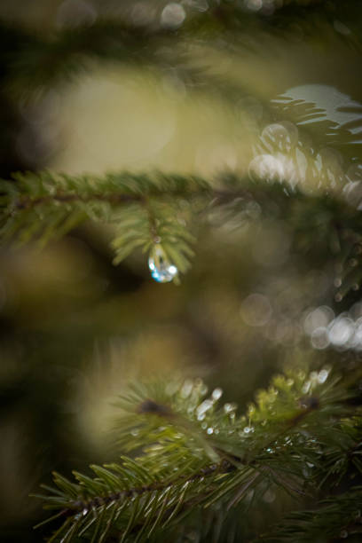 istock Photo of a nature 1301003625