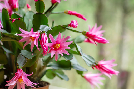 Hatiora rosea or Rose Easter Cactus succulent plant pink flowers blooming