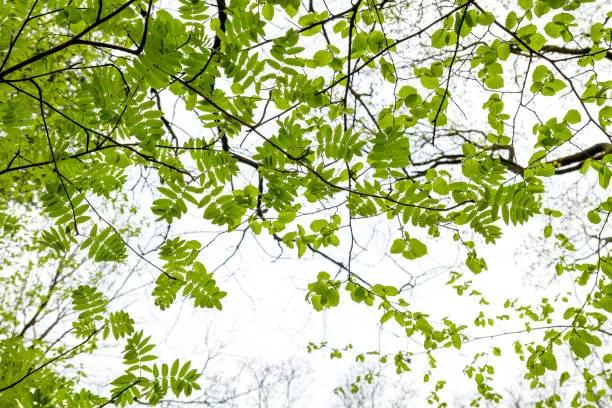 Springtime forest canopy, rowan and hazel trees green leaves background