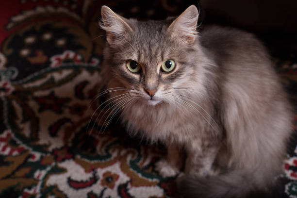 istock Gray fluffy cat on the carpet 1301004600