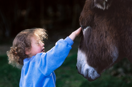 Close-up of a curly little girl stroking a donkey