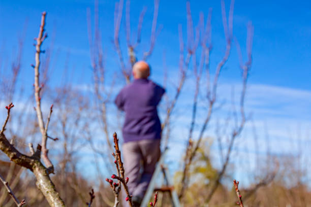 Farmer is pruning branches of fruit trees in orchard using loppers at early springtime day using ladders.