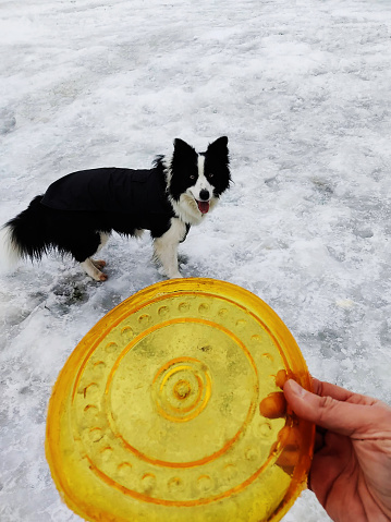 Beautiful border collie black and white dog ready to play with yellow frisbee in the white snow in winter