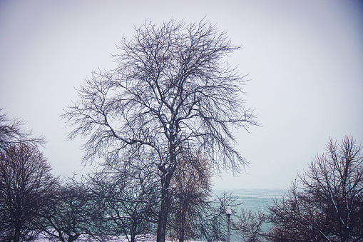 A cold tree.