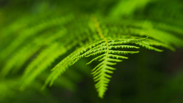istock Green fern leaves 1301007773