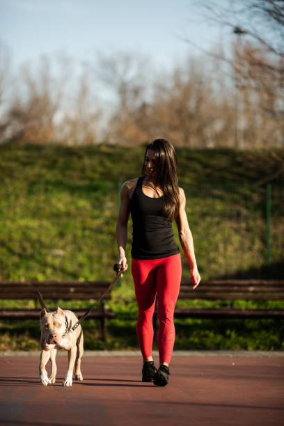istock Active girl is walking her Stafford on a sunny day. 1301008025