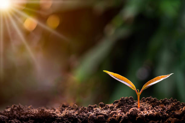 landwirtschaft, wachstum der jungen pflanzensequenz mit morgensonne und grünem unschärfehintergrund. germinating sämling wachsen schritt sprossen wachsen aus samen. naturökologie und wachstumskonzept mit kopierraum. - 6351 stock-fotos und bilder