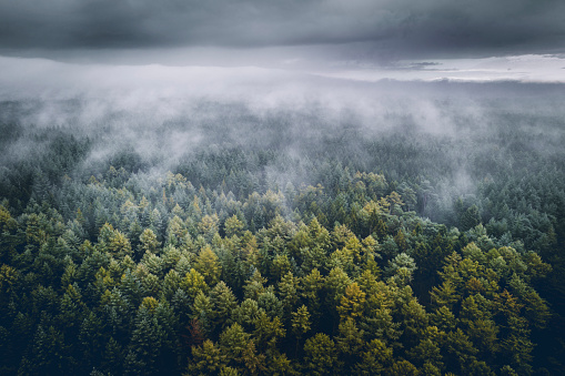 Autumn woodland in morning fog. East Frisia, Lower Saxony, Germany.