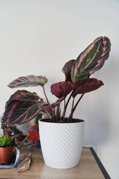 istock Calathea plant in a white pot on a shelf 1301012726