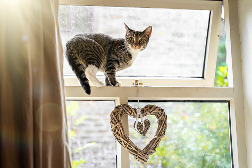 Gato se puso en la ventana abierta con el corazón del amor desde el interior en el día soleado brillante photo