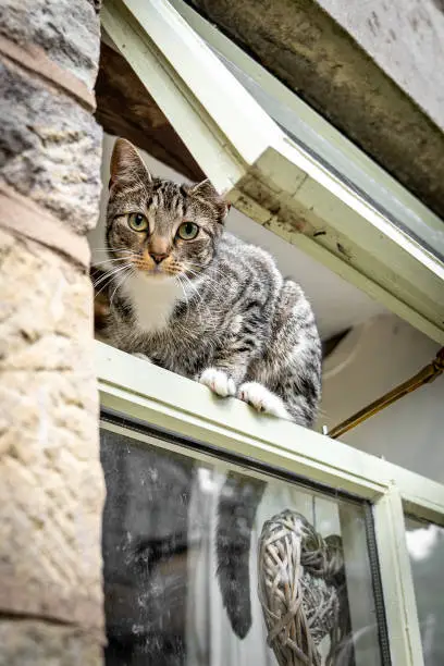 Photo of Cute cat with beautiful big eyes balancing and standing in open window from outside climbing escaping whilst sneaking out