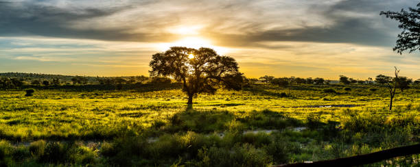 Panorama showing tall grass and camel thorn trees in the lush Kalahari desert, an area normally dry and arid, but flourishing and green after record rains.