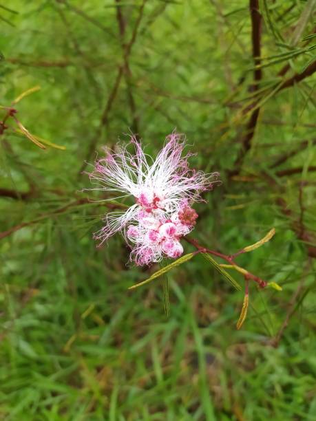 istock Closeup of Calliandra surinamensis 1301014102