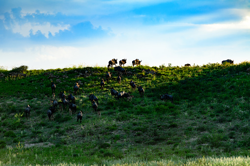 Wildebeest on the horizon of the Auob River in the Kalahari at sunrise. Tall grass and camel thorn trees in the lush Kalahari desert, an area normally dry and arid, but flourishing and green after record rains.