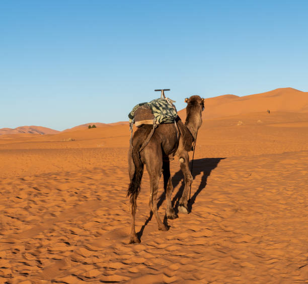 istock Close up of a dromedary in sand dunes 1301014846