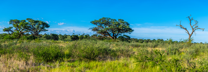 Tall grass and camel thorn trees in the lush Kalahari desert, an area normally dry and arid, but flourishing and green after record rains.