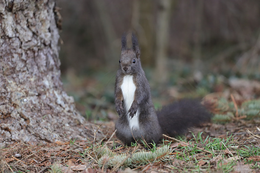 Squirrel stands on the ground upright