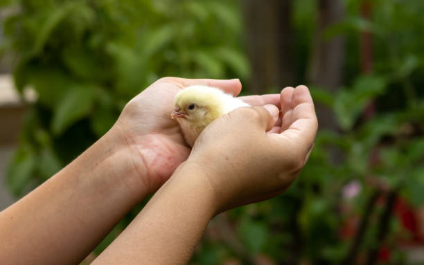 istock Yellow chick on its first day of life holding by protective hands while discovering a new world. 1301016450