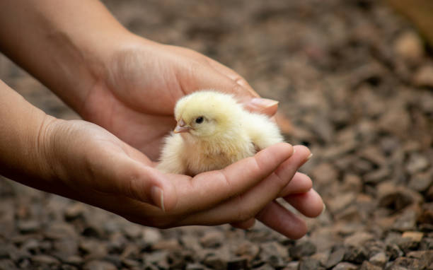 poussin jaune sur son premier jour de vie tenant par des mains protectrices tout en découvrant un nouveau monde. - baby chicken human hand young bird bird photos et images de collection