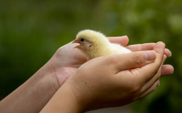 pintinho amarelo em seu primeiro dia de vida segurando-se por mãos protetoras enquanto descobre um novo mundo. - young bird baby chicken poultry chicken - fotografias e filmes do acervo