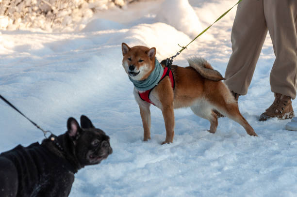 istock Young Shiba Inu in an aggressive pose 1301017880
