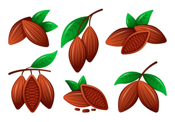 векторный набор какао-бобов с листьями. плоская иллюстрация для web на белом фоне. - плёнка stock illustrations