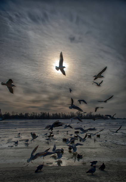 A flock of seagulls at sunset over the seashore