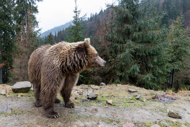 istock Brown bear (lat. ursus arctos) stainding in the forest. bear for a walk 1301020785