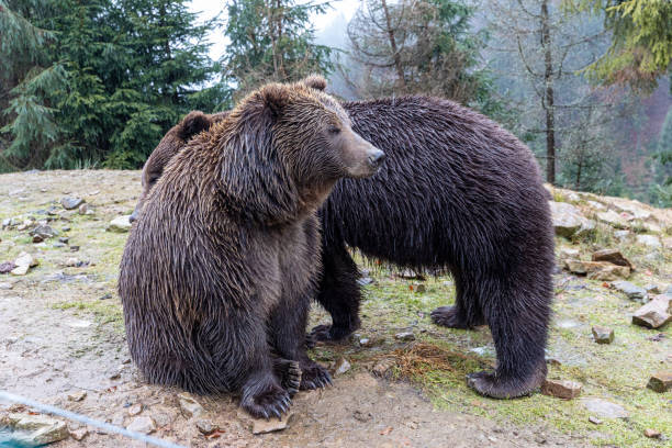 istock Brown bear (lat. ursus arctos) stainding in the forest. bear for a walk 1301021003