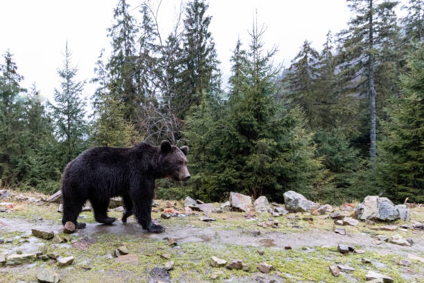 istock Brown bear (lat. ursus arctos) stainding in the forest. bear for a walk 1301021011