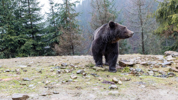 istock Brown bear (lat. ursus arctos) stainding in the forest. bear for a walk 1301021036