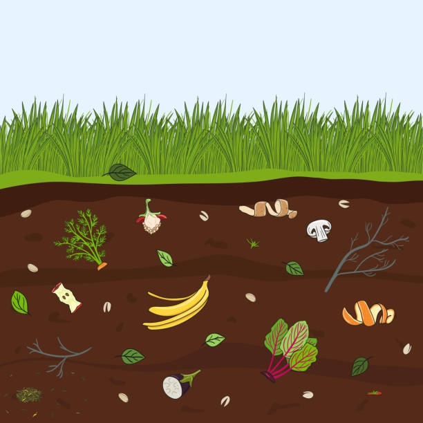 illustrazioni stock, clip art, cartoni animati e icone di tendenza di taglio a terra con scarti alimentari. riciclaggio dei rifiuti organici. agricoltura e agricoltura - dirt backgrounds humus soil textured