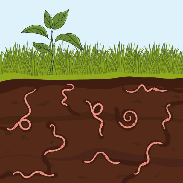 illustrazioni stock, clip art, cartoni animati e icone di tendenza di lombrichi rosa nel terreno del giardino. taglio del terreno con vermi. agricoltura e agricoltura - humus soil