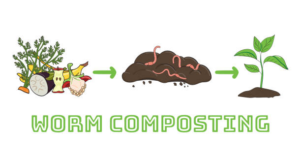 schema des recyclings von organischen abfällen aus dem sammeln von küchenabfällen, um kompost für die gartenarbeit zu verwenden. recycling von organischen abfällen. null-abfall-konzept - rotting banana vegetable fruit stock-grafiken, -clipart, -cartoons und -symbole