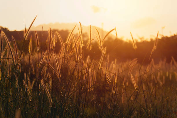 Cogon glass, grass flower or pennisetum with sunrise background. beatiful grass flower on side road at morning with sunrise. Grass flowers are blooming in the morning time. nature background concept vidrio de cogón, flor de hierba o pennisetum con fondo de salida del sol. hermosa flor de hierba en la carretera lateral en la mañana con el amanecer. las flores de hierba están floreciendo en la mañana. concepto de fondo de la naturaleza