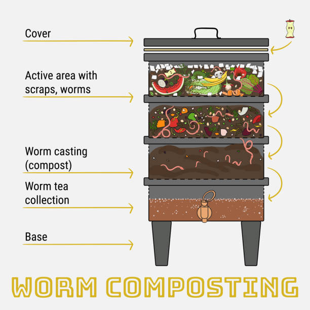 illustrazioni stock, clip art, cartoni animati e icone di tendenza di infografica della vermicompostura. componenti di vermicomposter. design schematico vermicomposter. compostaggio dei vermi. riciclaggio rifiuti organici, fertilizzanti organici - humus soil