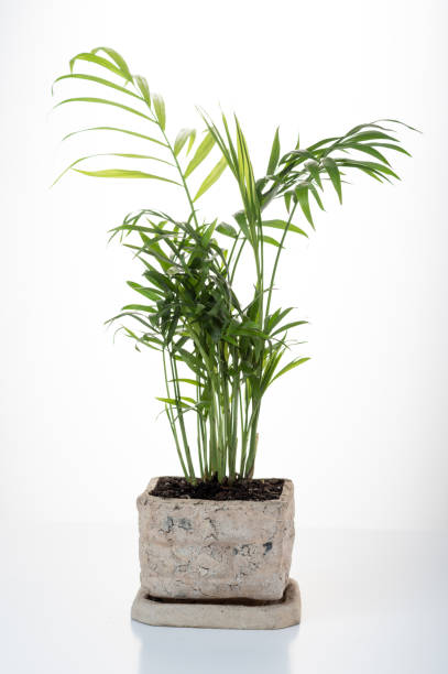 istock Pot Hamedorea on a white background. Home palm tree in a flowerpot. Vertical frame. Front view. Isolate. 1301022713