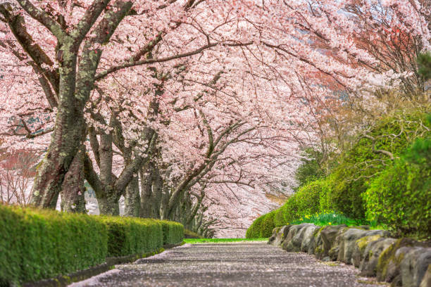 静岡、春の日本 - boulevard ストックフォトと画像