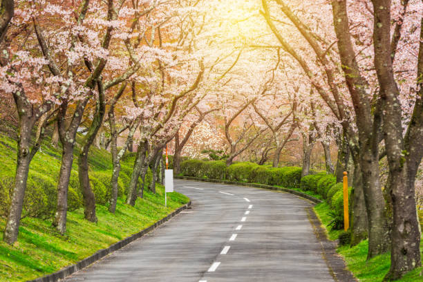 istock Shizuoka, Japan in spring 1301022769