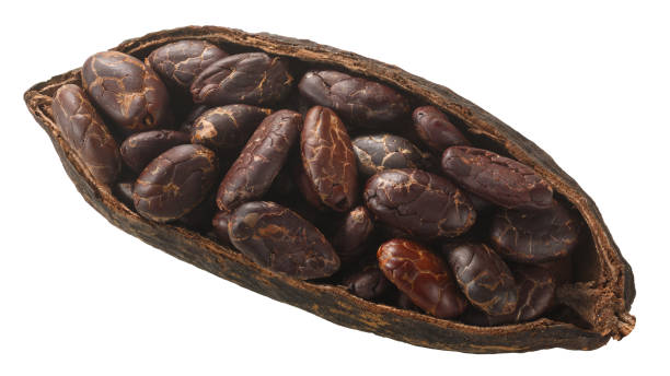 istock Halved cocoa pod with whole fermented cacao beans (Theobroma cacao fruit w seeds)  isolated, top view 1301022882