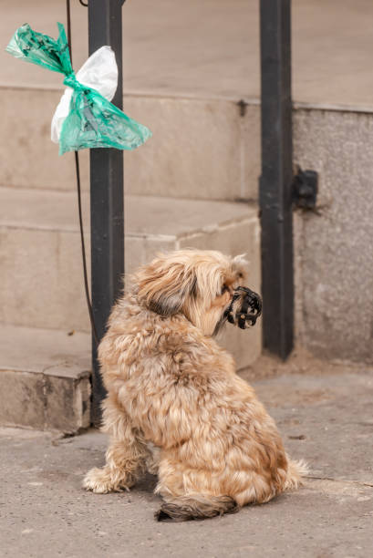 istock Little terrier at the store 1301023029