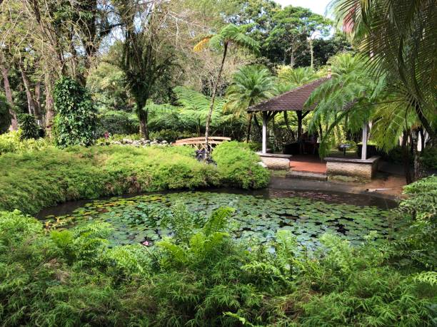 istock Pond with water lilies and small house 1301024064