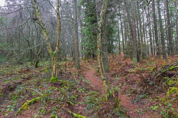 istock Footpath through rural countryside woodland forest 1301025774
