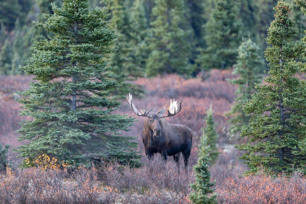 istock Bull Alaska Yukon Moose in Fall 1301026068