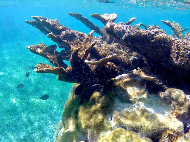 Critically endangered Staghorn Coral on coral reef off Bonaire, Dutch Caribbean