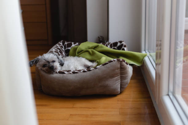 istock Sleepy dog resting in dog bed 1301026276
