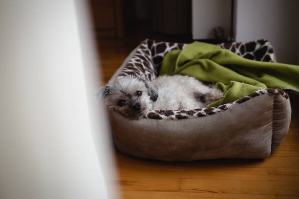 istock Sleepy dog resting in dog bed 1301026281