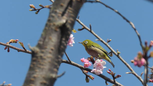 istock White-eye birds and cherry blossom 1301027473